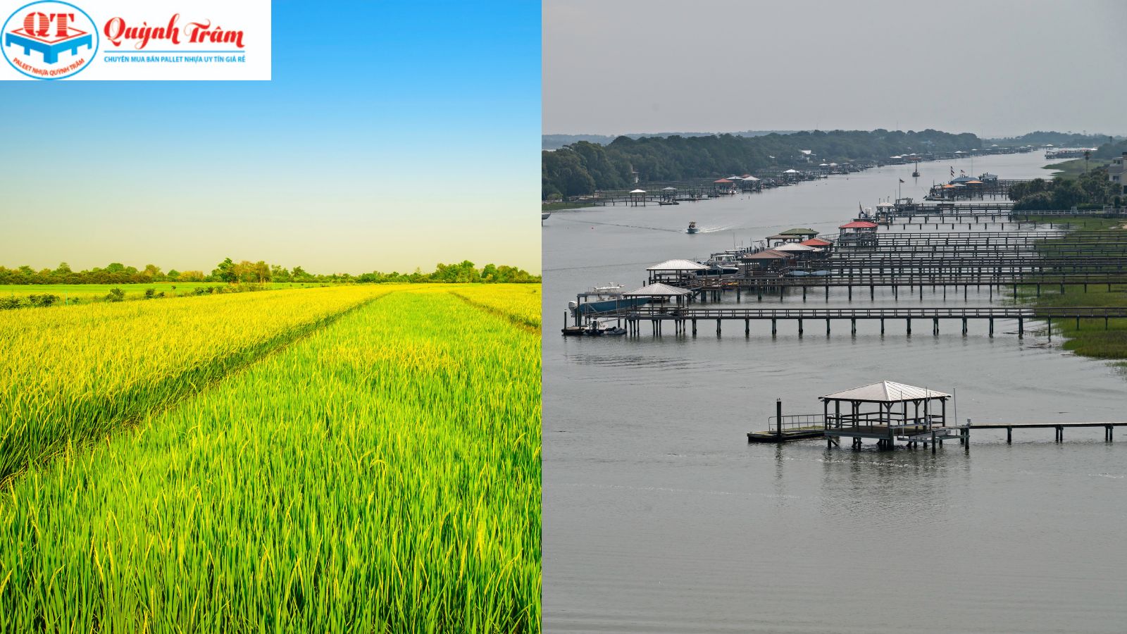 Sự trỗi dậy mạnh mẽ của 